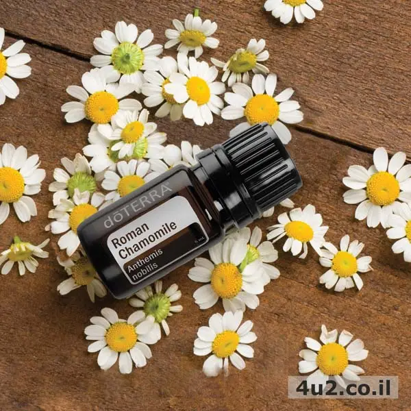 קמומיל רומאי