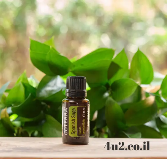 מרווה ספרדית